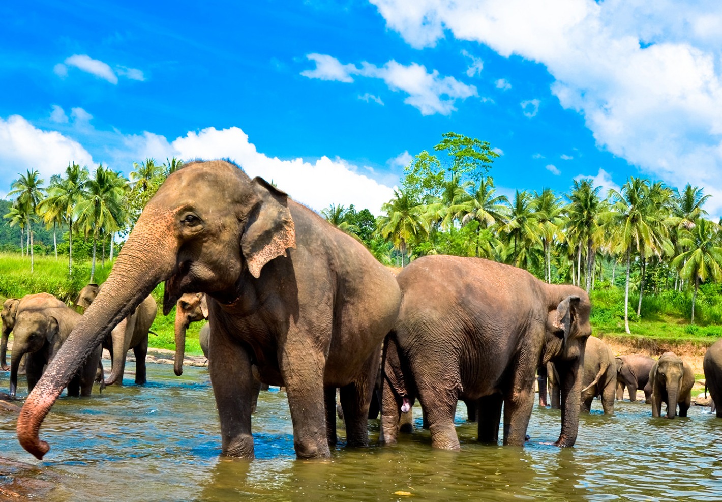 фотографии 11 дней экзотического рая на Шри-Ланке! Шикарная цена на отдых в мае! 